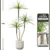 Planta Verde de Simulación Madera Milenaria Planta Falsa Lujo Ligero de Gama Alta Decoración de Interiores Árbol Sala de Estar Grande en Maceta Adornos de Piso