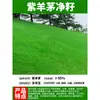 Semillas de Festuca Morada Perenne de Cuatro Estaciones Semillas para Césped Festuca Alta Enana Resistente al Frío Protección de Taludes Fijación de Suelo Semillas para Embellecimiento de Patios