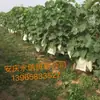 Sacos de Tecido Não Tecido para Ensacamento de Uvas, Sacos Transparentes Respiráveis Especificamente Projetados para Proteger Contra Pássaros e Insetos, Sacos Protetores para Frutas de Rosa Solar