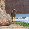 Calcetín Calentador de Pierna Deportivo para Mascota