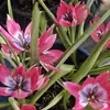 Bulbos de Tulipán Nativos, Bulbos Pequeños, Florales Perennes, Plantas en Maceta Importadas de los Países Bajos, Plantas de Jardín para Principiantes