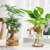 Vaso de Vidro Hidropônico Transparente Minimalista Criativo para Cultivo de Plantas Verdes Como Jiboia, Osmanthus e Pinheiro Arhat