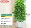 Árvore Bico de Pato de Grande Porte Que Atrai Riqueza de Todas as Direções, Planta de Vaso para Sala de Estar Interna Fácil de Cuidar, Sempre Verde o Ano Todo, em Formato de Torre