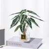 Plantas Hidropónicas de Hada Pequeña Son Plantas en Maceta de Interior Fáciles de Cultivar, Flores Tolerantes a la Sombra para Escritorio de Oficina, Plantas Verdes Mini Cultivadas en Agua