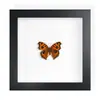 Mariposa Real, Especie Preciosa de Verano, Mariposa Rara, Mariposa Pequeña de Cinta Verde, Adorno de Escritorio, Espécimen de Regalo, Pintura Decorativa, Espécimen de Mariposa
