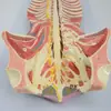 Modelo de Endodontia Vertebral e Magnificação do Nervo Vertebral Modelo Médico de Ensino Sistema Nervoso Modelo Médico Anatômico