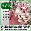 Lírio Doce Comestível Autêntico Gansu Lanzhou Lírio Seco Materiais Medicinais Sem Enxofre Doce Fresco Comestível Sopa de Lírio, Chá e Mingau