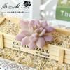 Suculentas Cabeça de Flor Pedra Fênix Lótus Criativo Suprimentos DIY Acessórios Flor Jinhua Fábrica Fornecimento Direto Plantas Verdes Plásticas