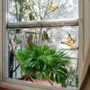 Uma Variedade de Plantas Verdes Frescas Naturais Borboleta Loja Criativa Decoração de Fundo para Casa Adesivos Eletrostáticos para Vidro