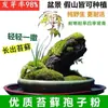 Semillas de Plantas, Piedras Absorbentes de Agua, Piedras de Agua para Rocalla, Césped para Bonsái, Semillas de Musgo Fresco, Polvo de Esporas, Metabo en Todas las Estaciones