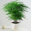 Planta Verde de Interior en Maceta de Bambú de una Pieza para Absorción de Formaldehído en la Sala de Estar, Adorno de Escritorio Perenne, Planta Bonsái Pequeña
