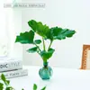 Planta Hidropônica Árvore da Fortuna Pequeno Bodhi Abeto Australiano Vasos de Mesa Planta de Interior Decoração Escritório Planta Verde