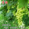 Dropshipping Patio Extra Grande Sunshine Rose Uva Plantón Jufeng Planta en Maceta Plantación Norte-Sur Plantación en el Suelo Plantación Resistente al Frío Escalada