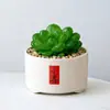Conjunto fofo de plantas de interior para mesa para jardim de infância, fácil de cultivar e cuidar, pequenas plantas em vasos