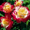 Plántulas de Rosa Gypsophila Ultra Finas, Plántulas de Rosas Florecientes, Florales de Maceta de Cuatro Estaciones, Plantas Trepadoras, Rosales y Plantas Verdes