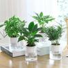 Maceta de Resina Autoirrigable para Suculentas para Jardineros Perezosos, Maceta Transparente de Plástico para Flores de Orquídeas