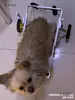Silla de ruedas para perros con parálisis de extremidades traseras, ayuda para la movilidad de perros discapacitados, soporte para patas traseras para gatos, Teddy, razas grandes y pequeñas