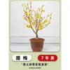 Plántulas de Flor de Cera en Maceta, Plantas de Jardín de Crecimiento en el Suelo Agrupadas, Árboles Ornamentales Originales de Flor de Cera, Árboles Viejos Enanos de Ciruelo Rojo Resistentes al Frío