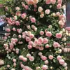 Venta al por mayor de plántulas de rosal trepador, arcos de rosal trepador, plantas en maceta 'Gema de Arena Dragón', rosas multifloras que florecen el mismo año