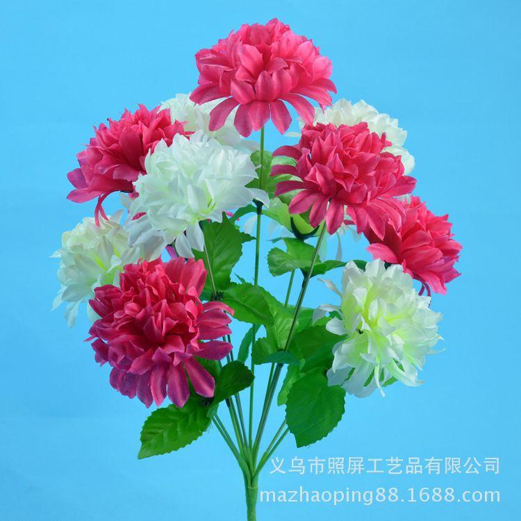 12头爪菊8