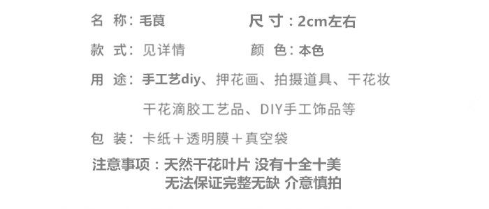 毛茛.png