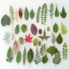 Colección de diversos especímenes de plantas y hojas para proyectos de manualidades de jardín de infantes, marcapáginas de plantas, pegatinas de hojas DIY y materiales decorativos