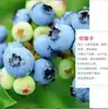 Mudas de Mirtilo F6 Esmeralda, Frutificação Dupla Temporada, Adequadas para Plantio em Regiões do Norte e do Sul, Mudas de Árvore Frutífera em Vasos Originais e Terra, Enviadas com Flores
