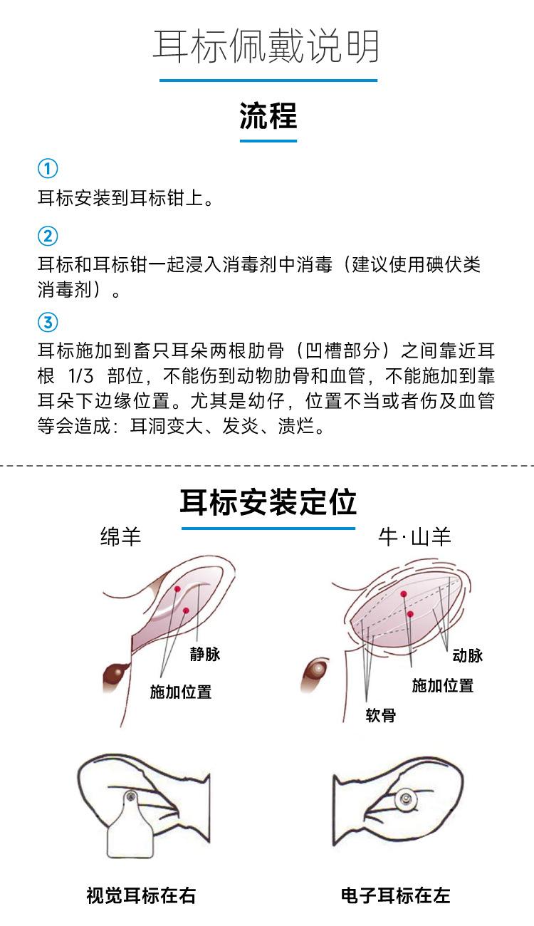 耳标佩戴图示_A