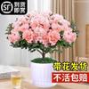 Dropshipping Azalea Planta en Maceta de Flor Doble Floración Interior Todo el Año con Capullos Grandes y Fácil de Cultivar