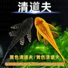 Limpiador de acuario pez carroñero ornamental tropical agua dulce agua fría come mierda basura limpieza heces algas comida sobrante