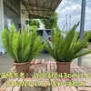 Planta em Vaso Ficus Elastica, Planta Amante do Sol, Jardim de Varanda de Pátio, Baixa Manutenção, Resistente a Altas Temperaturas e Seca, Planta Perene em Todas as Estações
