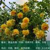 Dropshipping Plántulas de Semillas de Flor Rosa Vid Flores Extragrandes Plantas de Jardín Fragantes Flores de Interior Rosas en Maceta Rosas Trepadoras