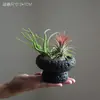 Piña Aérea Plantas Verdes de Escritorio para Oficina Plantas Pequeñas en Maceta de Interior Fáciles de Mantener Durante Todo el Año Flores Estabilizadoras del Ánimo para Personas Perezosas