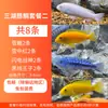 Peixe Ornamental Tropical Ciclídeo dos Três Lagos, Peixe de Água Doce Pequeno e Médio Porte, Fácil de Manter, Ciclídeo Cavalo de Rocha, Ciclídeo Tan, Peixe Ciclídeo Misto, Peixe Vivo