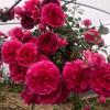 Plántulas de Semillas de Flores de Rosa Envío Directo Florales Grandes Fragancia Fuerte Patio Balcón Planta Trepadora Florales Rosa en Maceta Vid Trepadora Rosa