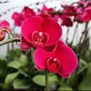 Plántulas de orquídea Phalaenopsis, plantas de Phalaenopsis en maceta con flores, flores de interior, plantas verdes, flores ornamentales en maceta, florecen en todas las estaciones, fáciles de cuidar