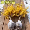 Plántulas de Árbol de Flor de Ciruelo de Invierno Resistente al Frío, Plantas en Maceta, Injertos Originales de Variedades Preciosas y Fáciles de Cultivar, Adecuado para Jardines Interiores y Exteriores, Árboles de Ciruelo Rojo Fragantes con Troncos Viejos