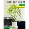 Planta Verde de Arce Dorado Fluyente en Maceta Bonsái de Interior Tocón Viejo Planta de Escritorio de Oficina Fácil de Cuidar Todas las Estaciones Arce Zen