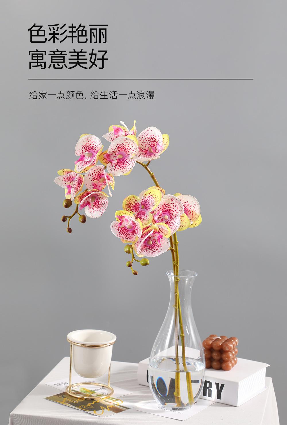 小7头蝴蝶兰详情图