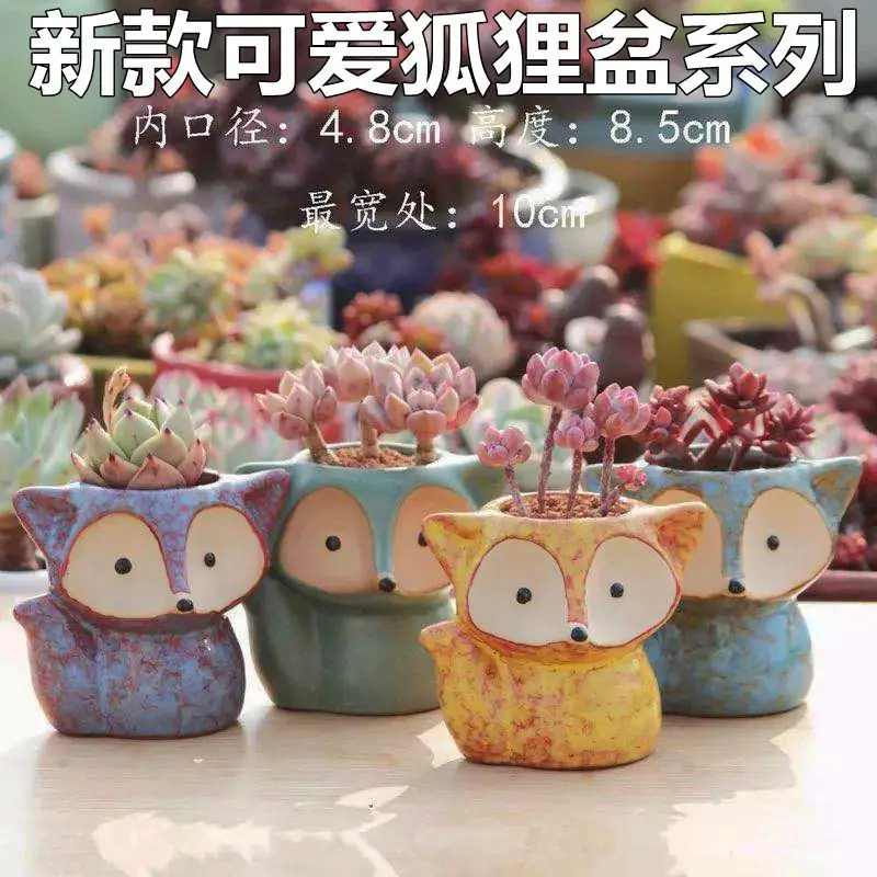 狐狸组图阿里11
