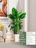 Dropshipping Árbol de la Felicidad Planta de Interior en Maceta para Sala de Estar Planta Verde de Pila Vieja Grande Árbol de la Paz de Interior Bonsái Planta Absorbente de Formaldehído Cuatro
