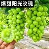 Plántulas de uva rosa sol en macetas, con tierra, adecuadas para plantar tanto en el norte como en el sur, garantizadas para sobrevivir y dar fruto el mismo año