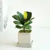 Qin Ye Rong Planta Verde Hidropônica Pequeno Vaso Desktop Escritório para Alimentar Flores Nórdicas Sempre Verde e Purificar o Ar
