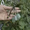 Pingente "em forma de pão" de jade aventurina natural do fabricante em verde lago, amuleto "Sem Preocupações", pingente de paz cor de água clara, colar de jade