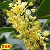 Envío directo Plántulas de Osmanthus Plantación en tierra Árbol de Osmanthus perenne de cuatro estaciones Osmanthus dorado y Osmanthus Plántulas grandes Plantas para enverdecer el patio