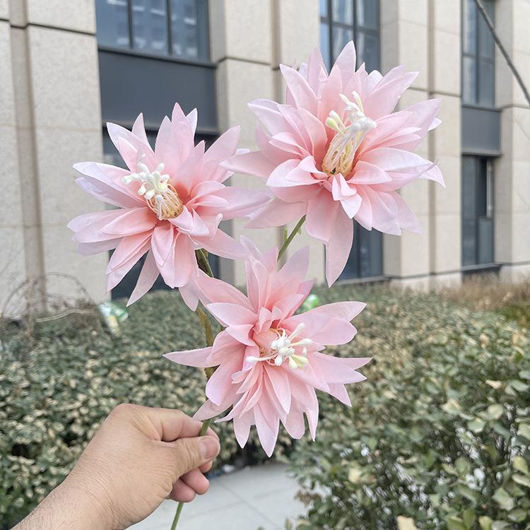 新3头大爪菊-sxftx-粉色.JPG