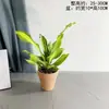 Planta de Madeira de Ferro Iemenita Coração Dourado para Sala de Estar Interna e Mesa de Escritório, Sempre Verde, Purificadora de Ar, Absorvente de Formaldeído