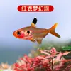 Peixe Ornamental Grande, Peixe Tropical Pequeno de Água Doce Fácil de Cuidar, Peixe Leve, Aquário de Tanque com Plantas Natação em Grupo Peixes de Estimação