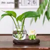 Estilo moderno, gato de la suerte de inspiración china, hiedra verde, planta hidropónica, jarrón de celadón, adorno de escritorio, adecuado para el hogar, la oficina o el espacio de trabajo