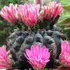 Cacto Flor de Jasmim Carmesim em vaso para decoração de escritório e casa, flores de varanda, mudas de suculentas
